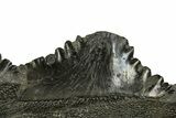 Bizarre Shark (Edestus) Jaw Section with Teeth - Carboniferous #312509-4